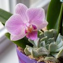Mini Jardim de Orquídea