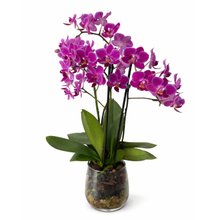 Orquídea Luxo Lilás