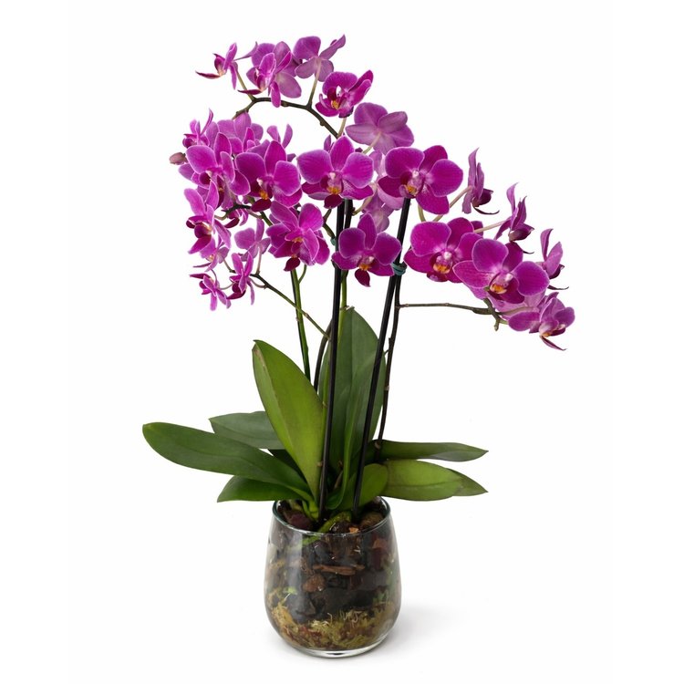 Orquídea Luxo Lilás