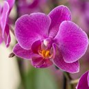 Orquídea Luxo Lilás