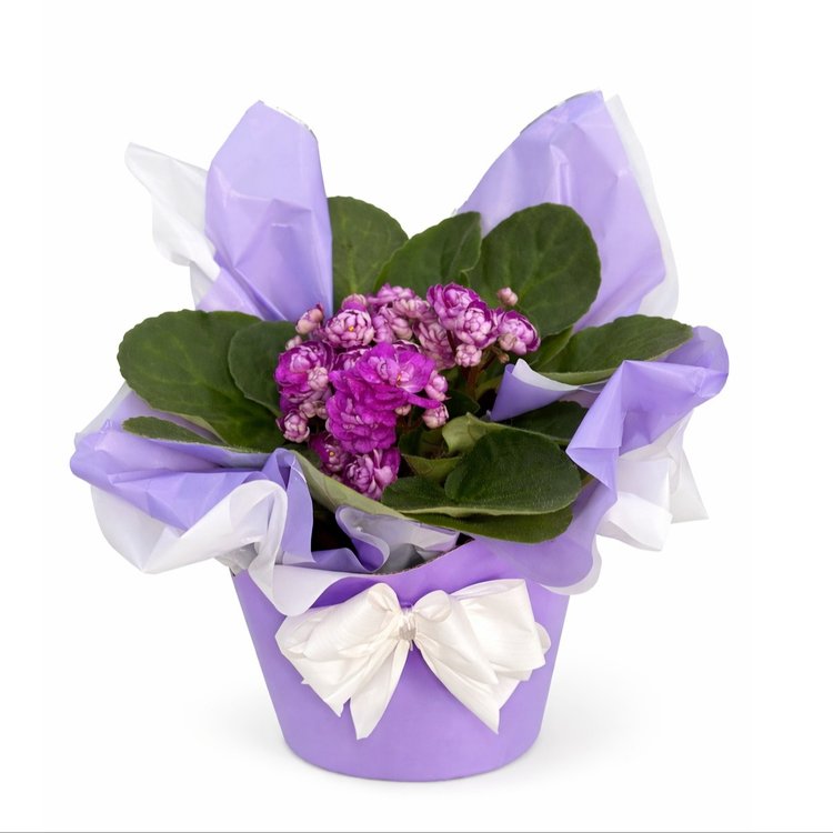 Doce Violeta