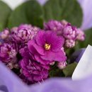 Doce Violeta