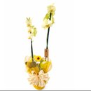 Orquídea do Amor