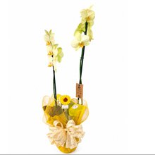 Orquídea do Amor