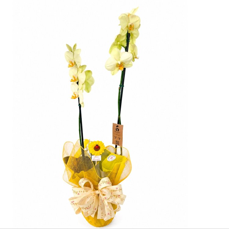 Orquídea do Amor