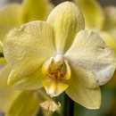 Orquídea do Amor