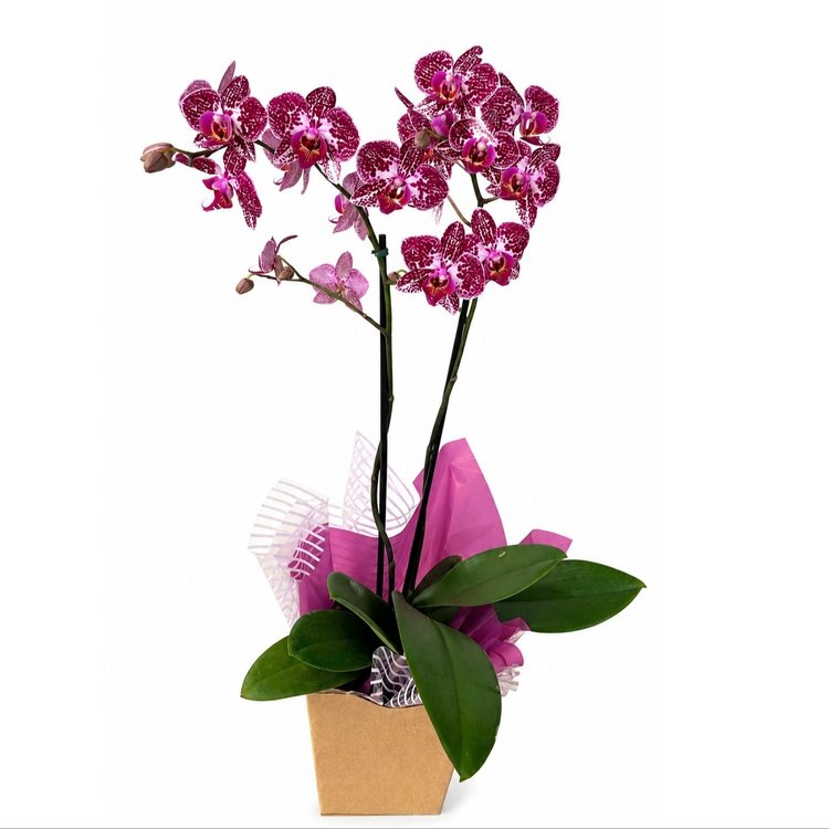 Orquídea Encantada