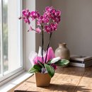 Orquídea Encantada