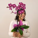 Orquídea Encantada