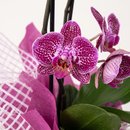 Orquídea Encantada