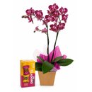 Orquidea  Doce Encanto