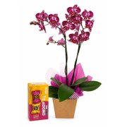 Orquidea  Doce Encanto