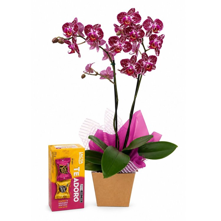 Orquidea  Doce Encanto