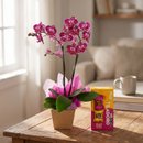 Orquidea  Doce Encanto