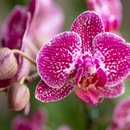 Orquidea  Doce Encanto