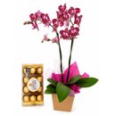 Orquídea Doce Encanto