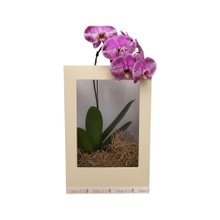 Orquídea Phalaenopsis em Caixa Presenteável