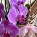 Cesta com Flores e Espumante
