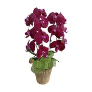 Orquidea Linda Cascata Pote 15