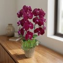 Orquidea Linda Cascata Pote 15