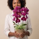Orquidea Linda Cascata Pote 15