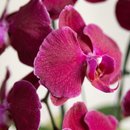 Orquidea Linda Cascata Pote 15