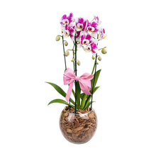 Orquídea no Vaso de Vidro