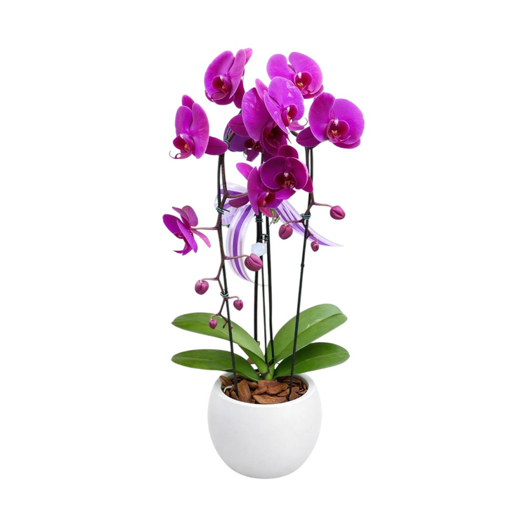 Orquídea Vaso de Cerâmica