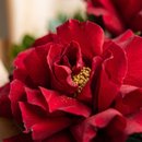 Buquê com 3 Rosas Vermelhas Chiq