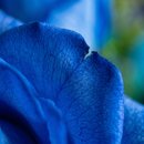 Buquê Rosas Azul