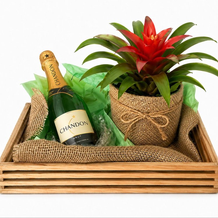 Box Date Me Bromelia