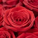 Buquê 24 Rosas