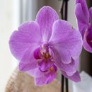 Arranjo Orquídea Cascata