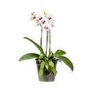 Orquídea Vitalidade