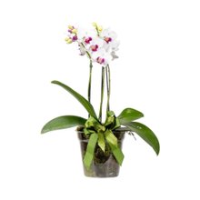 Orquídea Vitalidade