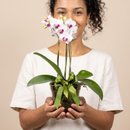 Orquídea Vitalidade