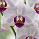 Orquídea Vitalidade