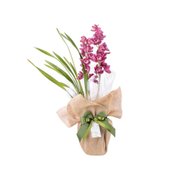 Orquídea Cymbidium Embalada