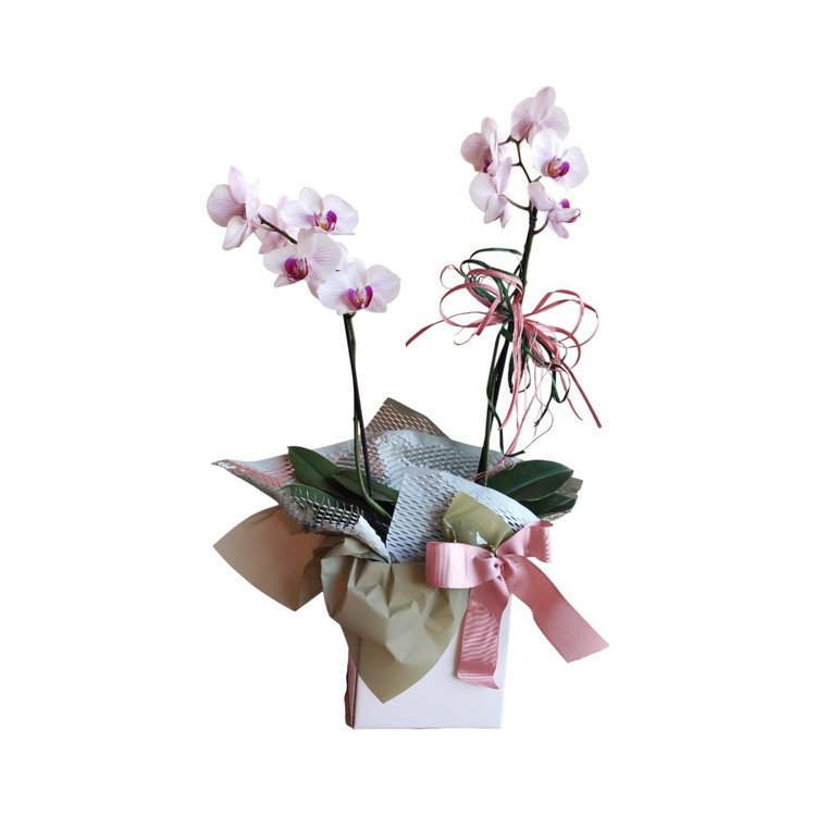 Orquídea em Cachepô