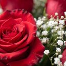Buquê  de Luxo Rosas Carola