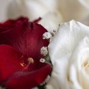 Buquê de Rosas Mistas 