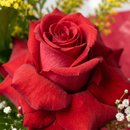 Rosa Especial Florir
