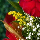 Nuvem Una Florir