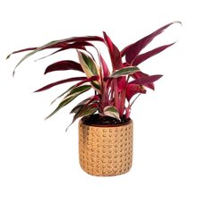 Arranjo Presente Cachepot Calathea Triostar