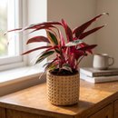 Arranjo Presente Cachepot Calathea Triostar