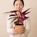 Arranjo Presente Cachepot Calathea Triostar