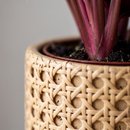 Arranjo Presente Cachepot Calathea Triostar