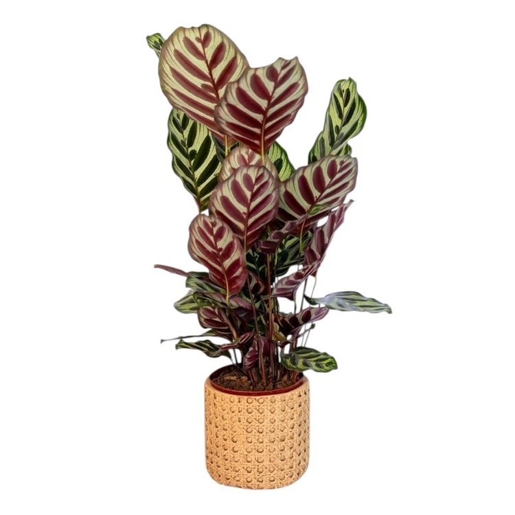Arranjo Presente Cachepot Maranta Makoyama