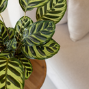 Arranjo Presente Cachepot Maranta Makoyama