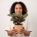 Arranjo Presente Cachepot Maranta Makoyama
